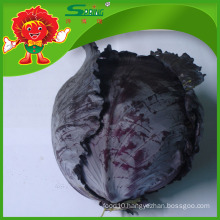 high quality fresh cabbage/wholesale cabbage